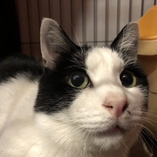 【ごましおくん】おしゃべりさんなハチワレ男子