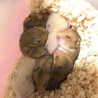 キンクマ・ゴールデンハムスターの赤ちゃんたち