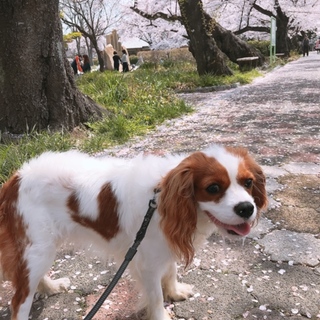 里親さんが決まりました。ありがとうございました。