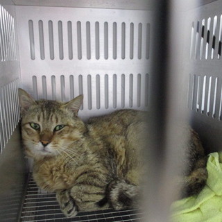 処分対象になる子です。収容期限5/31朝