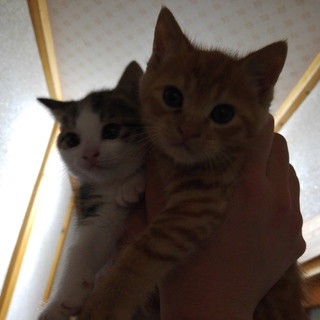 茶トラ仔猫里親募集！