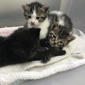 生後1ヶ月前の子猫 3匹います！！
