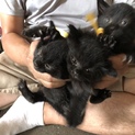 可愛い黒猫ちゃんです