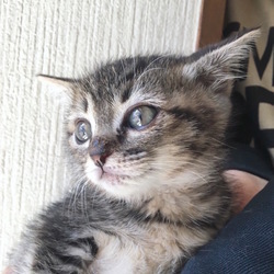 ＊里親会＊一時預かりボランティアさん募集説明会