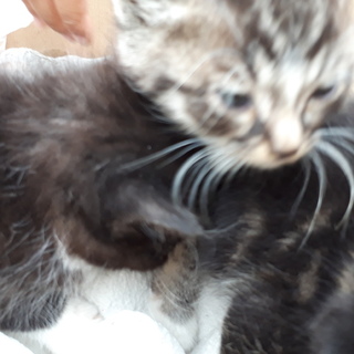 いま現在、公園に捨てられている、捨て猫です。