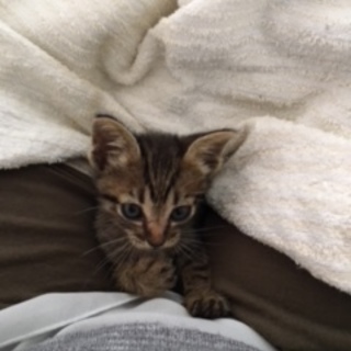 可愛い子猫ちゃん達です