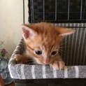 可愛い子猫です