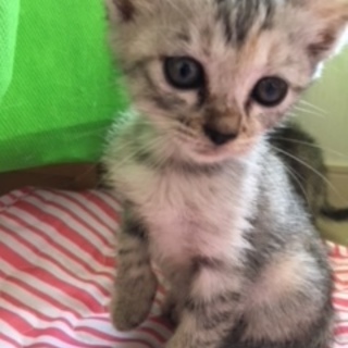 可愛い子猫ちゃん達です。