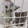 可愛い子猫ちゃん達です。 サムネイル2