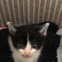 可愛い子猫です。