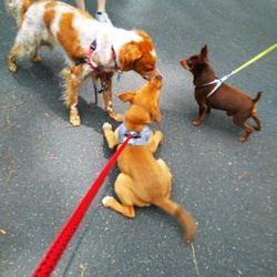 「ビビりのエマ　公園デビュー」サムネイル2