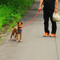 「ビビりのエマ　公園デビュー」サムネイル1