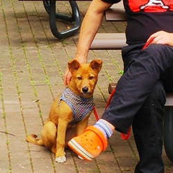 「ビビりのエマ　公園デビュー」サムネイル3