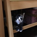 生後2ヶ月の三毛猫風子猫