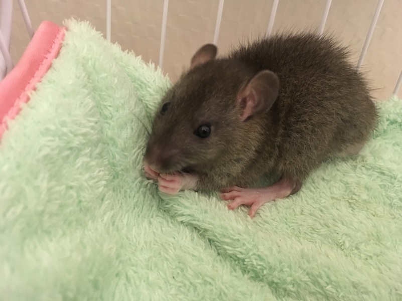 ベタ慣れ ファンシーラット赤ちゃん 生後30日 サムネイル7