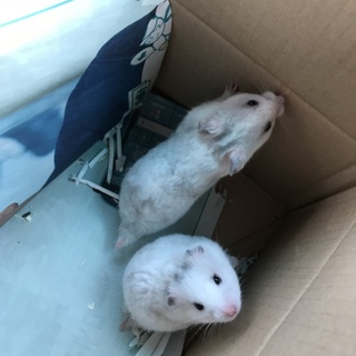 ゴールデンハムスター1匹里親募集！！