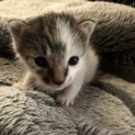 生まれたばかりの子猫です