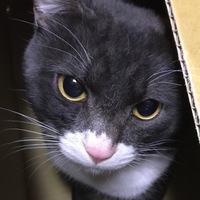 アッシュ