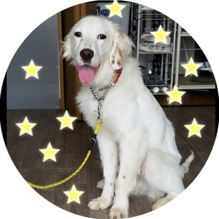 E•セター　1歳前後の男の子（決定♫）