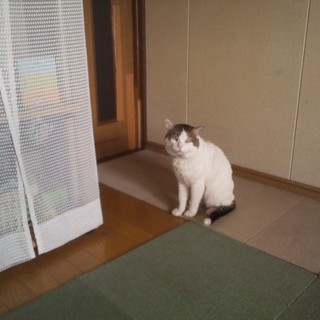 代理募集です。