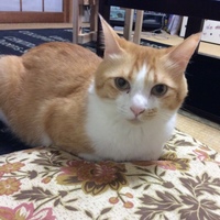 ライ