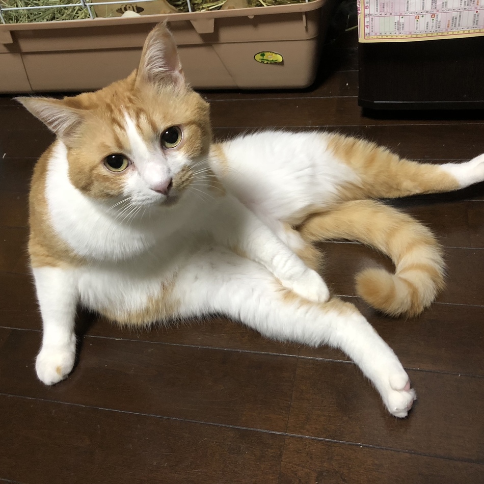ライのカバー写真