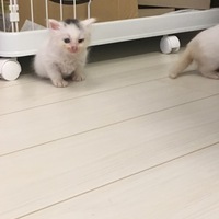 ノア}