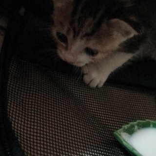 子猫もらってください！