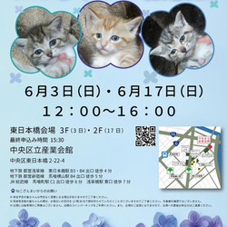 ねこざんまい譲渡会@東日本橋