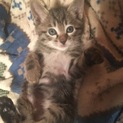 1か月半のかわいいキジトラ男の子です！➀