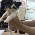 チワワの子犬 里親募集中