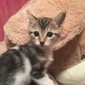 1か月半のかわいいキジ白男の子です！➁