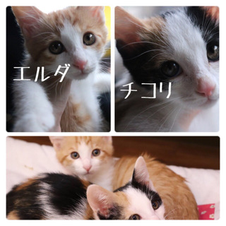 美少女と美少年兄妹