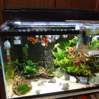 注文ミスで送られたミッキーマウスプラティ