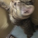 【急募】１ヶ月程の子猫ちゃん