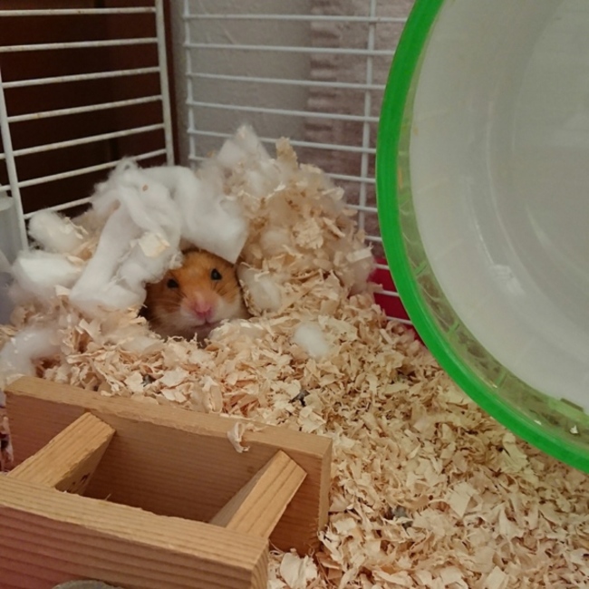 めめ♪のカバー写真