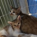 急募！！ゴロスリ猫ちゃん