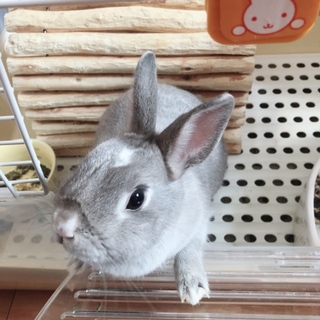 ミニウサギ