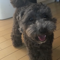 トラくん