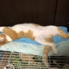 てんくんの家の上