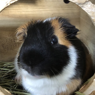 何か用？