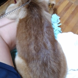 推定３ヶ月　野犬の子犬　女の子