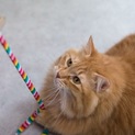 茶トラ長毛美猫ダイナマイトボディ姉妹ペアで