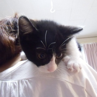 子猫の幼稚園！ｗ→トライアル中です！！