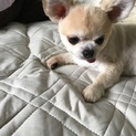チワワ 8歳