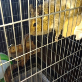 若いオスのパイドデグー