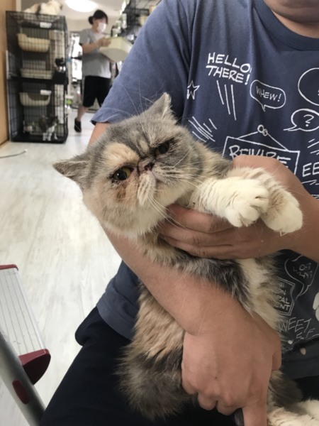 エキゾチックショートヘア 大阪府 猫の里親募集 9219 ペットのおうち 月間利用者150万人
