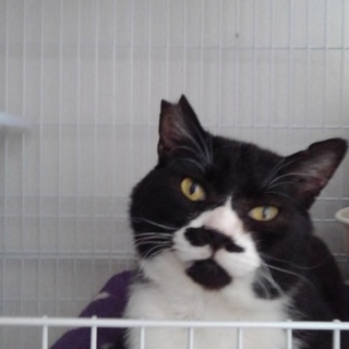 ちょびです。新しいおうち探してます。