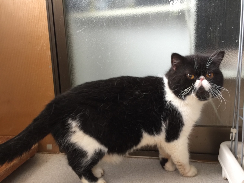 エキゾチックショートヘア 大阪府 猫の里親募集 9223 ペットのおうち 月間利用者150万人