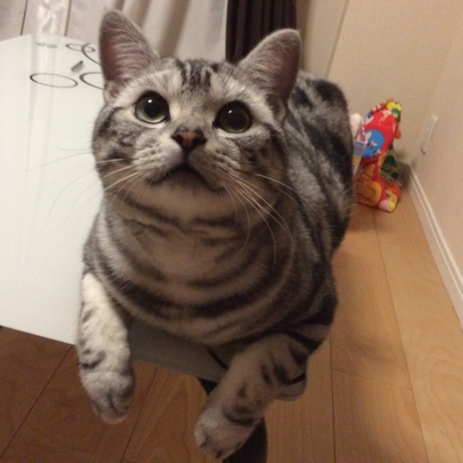 のこちゃんまんのカバー写真